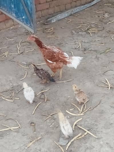 Aseel checks for sale and white heavy buff  egg