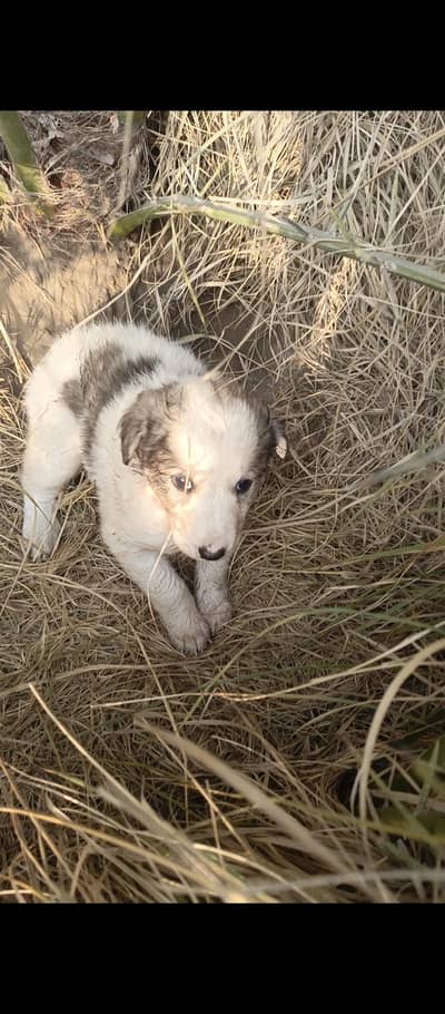 Small dog beautiful sale