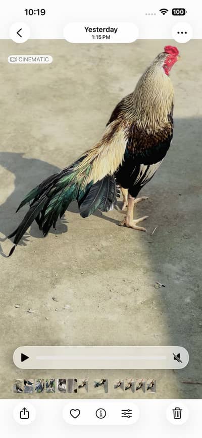 Aseel murgha available