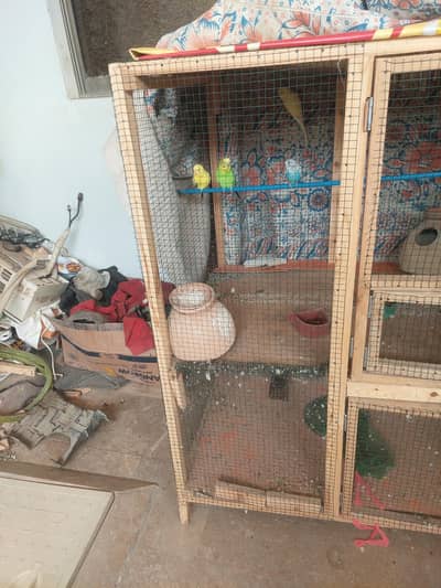 2 pair bajri and 1 single male with 2 portion cage