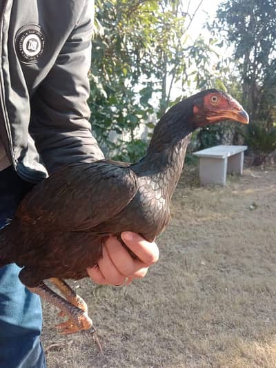 Aseel female for sale