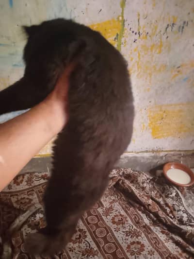 king size ha ghr ke pali cat ha long cod  bary bary ball ha