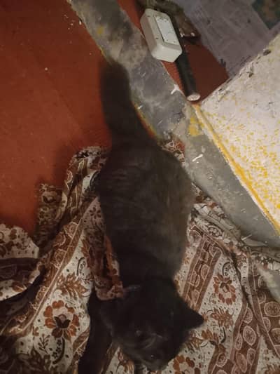 Delivery b krwdo gaghr ke pali cat ha long cod  bary bary ball ha