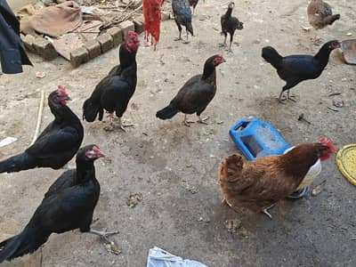 Aseel, golden and RiR