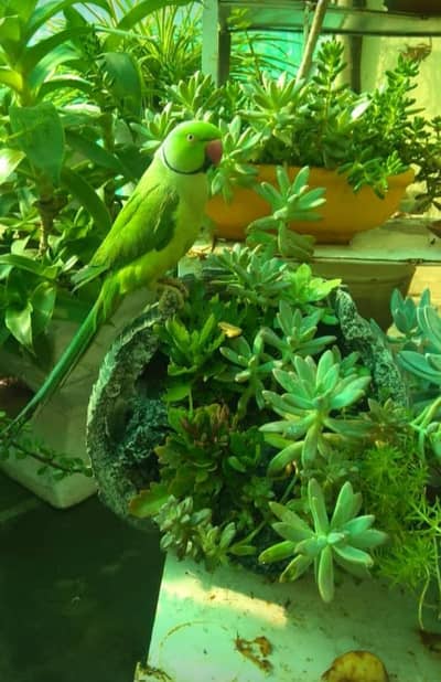 Green Talking Parrot