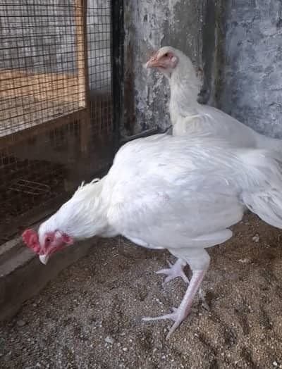 White aseel heera pair