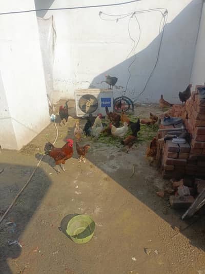 pure desi golden misti hen