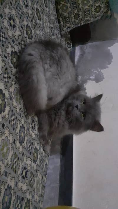 Persian cats pair for sale