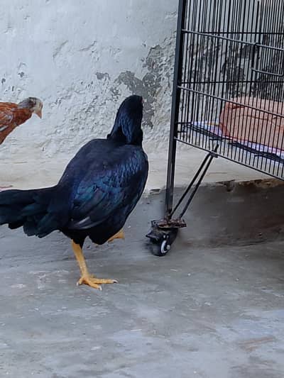 Beautiful Mushki  hen  for sale