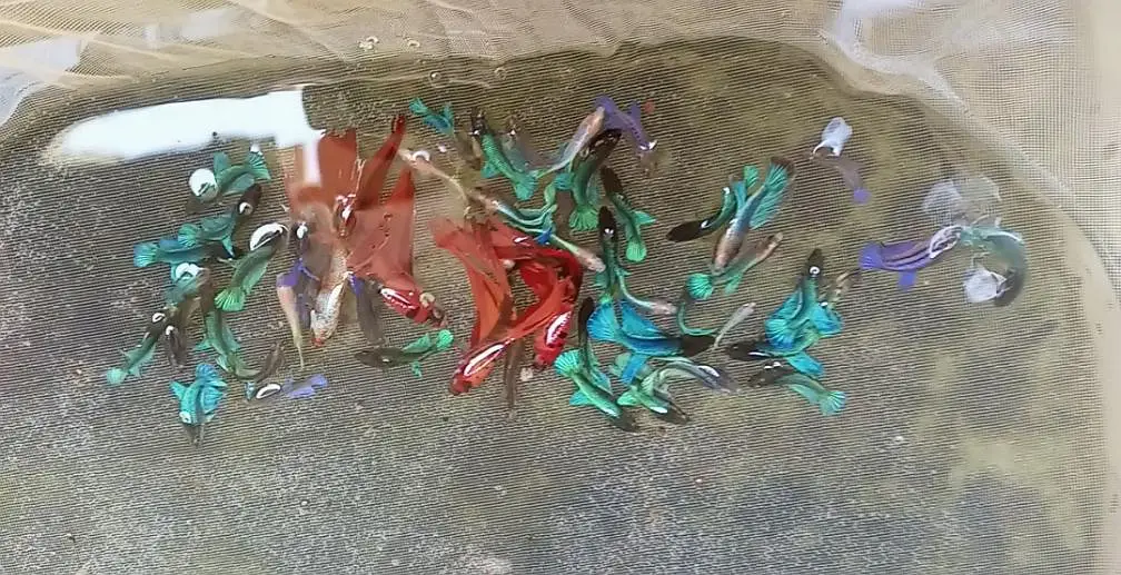 Betta and imported guppy — photo 2