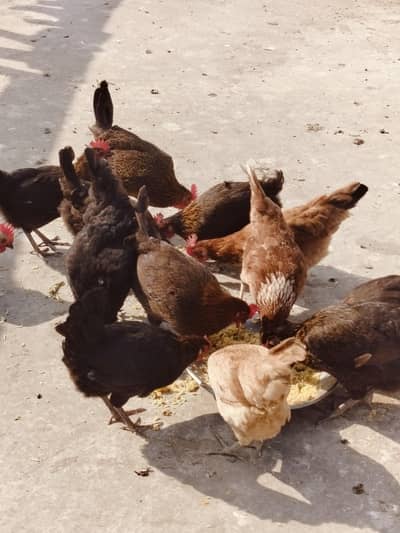 Egg Laying 03446372470