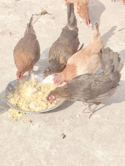 Egg Laying 03446372470