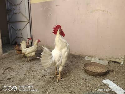 white Misri healthy and active yeh farmi nhi ghr k desi misri hyn