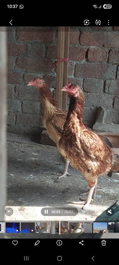 Kurk aseel hens healthy and active For sale