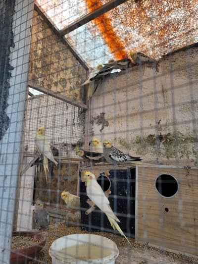 Common, Grey, Eno Cockatail Breeder Pairs