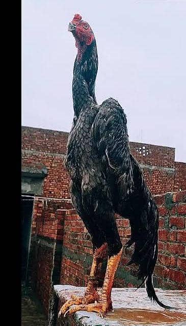 Aseel  egg available WhatsApp03195355379 p