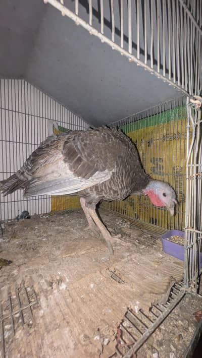 Turkey breeder Female