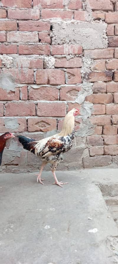 aseel two male and one female