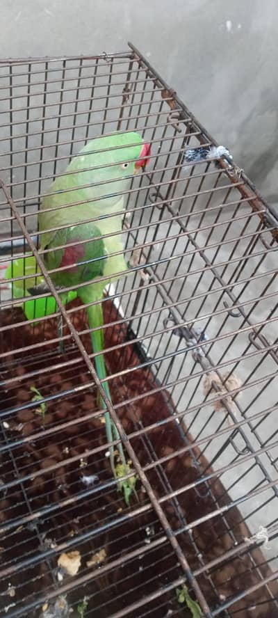 Healthy Female Parrot for Sale – Active & Beautiful