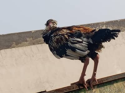 my home breed Sindh Jawa i aseel for sale