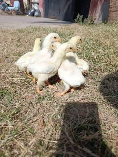 SHAMO | WHITE SHAMO | KING SHAMO CHICKS | JAPANESE SHAMO