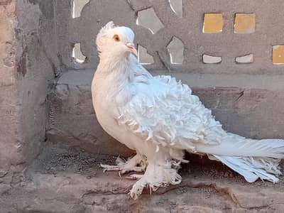 kot khadim Ali sha sahiwal