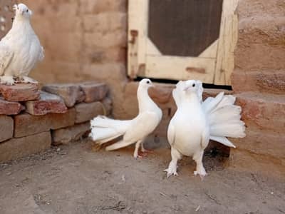 kot khadim Ali sha sahiwal