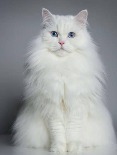 Cat For sale men very beautiful