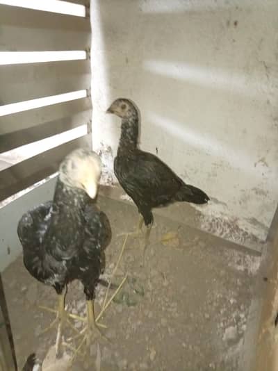 shamo crass 4 month age