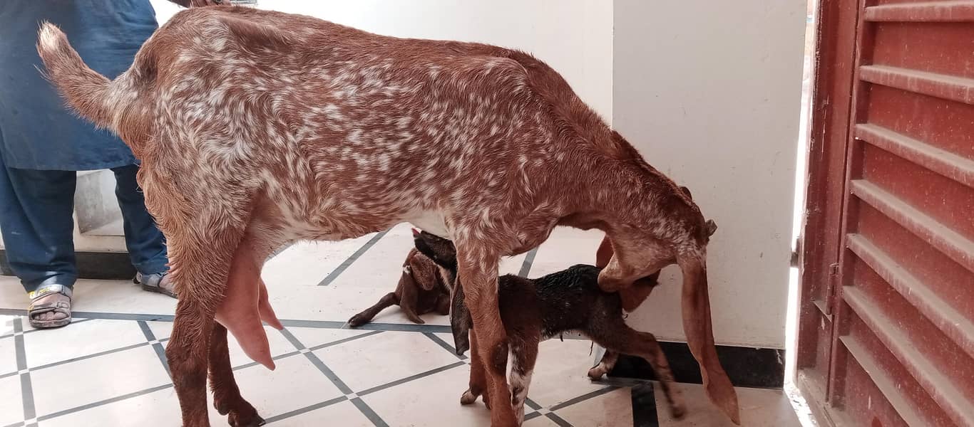 مکھی چینی بکری ساتھ 2فی میل فریش سوئی ہوئی 0