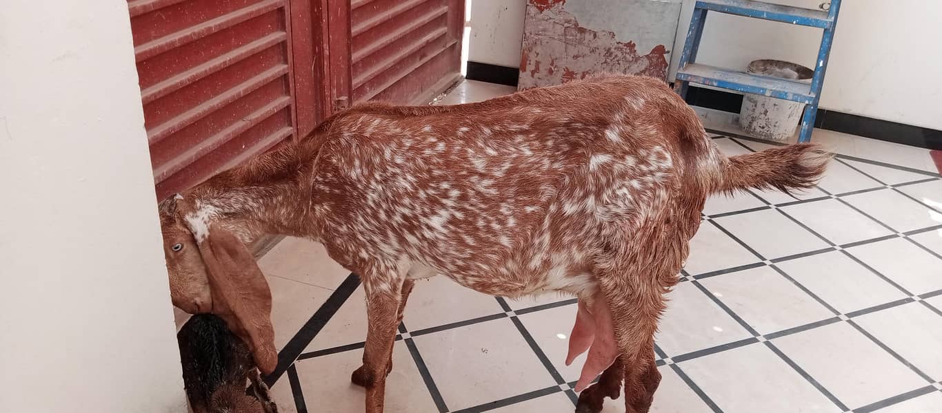 مکھی چینی بکری ساتھ 2فی میل فریش سوئی ہوئی 1