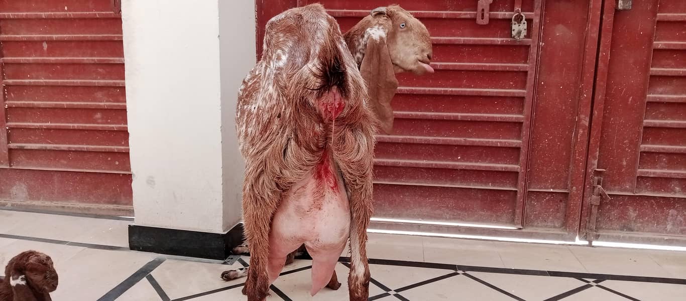 مکھی چینی بکری ساتھ 2فی میل فریش سوئی ہوئی 2