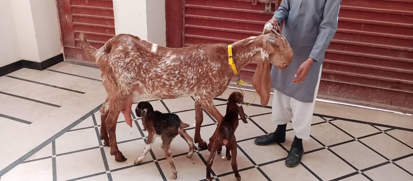 مکھی چینی بکری ساتھ 2فی میل فریش سوئی ہوئی 4