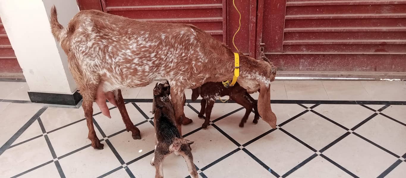 مکھی چینی بکری ساتھ 2فی میل فریش سوئی ہوئی 5