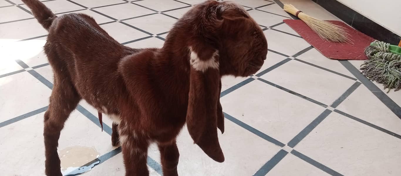 مکھی چینی بکری ساتھ 2فی میل فریش سوئی ہوئی 6