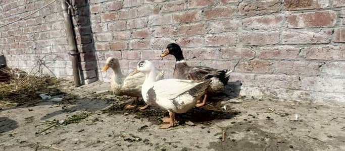 Ducks for sale