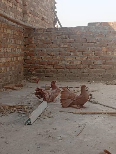 American fantail for sale