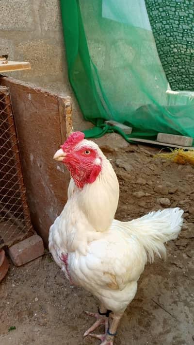 white Hira aseel for sale prise is negotiable