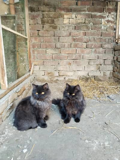 black mask persion cat