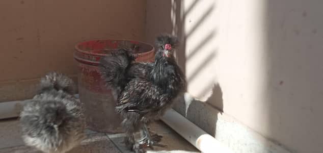 splash silki available