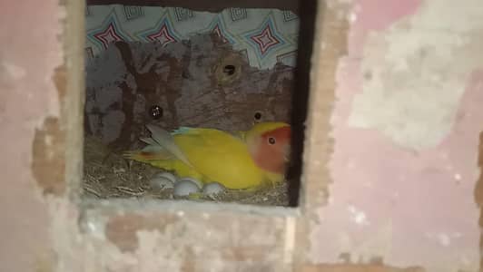 Mashallah healthy and Active breeder pair eggs dye wy hain