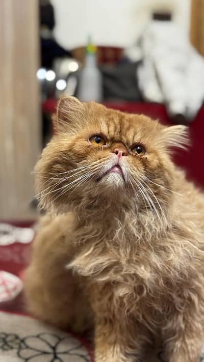 extreme punch face Persian male cat