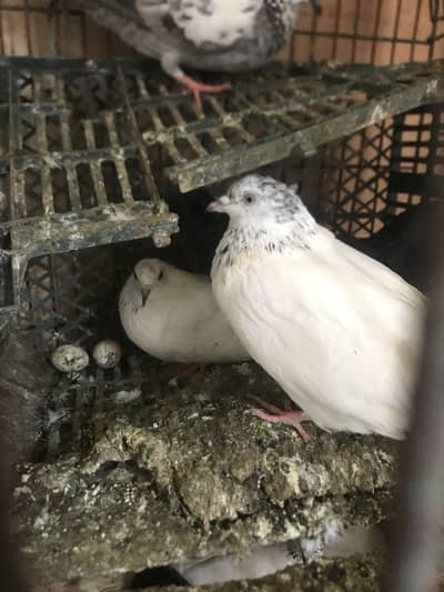 Pigeons available for sale