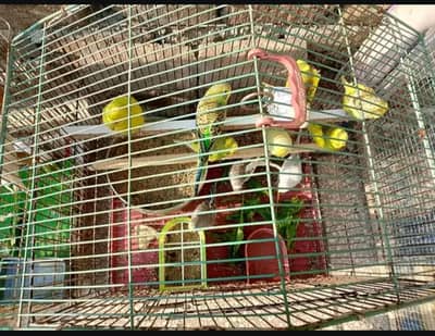 Breeder pair for sale