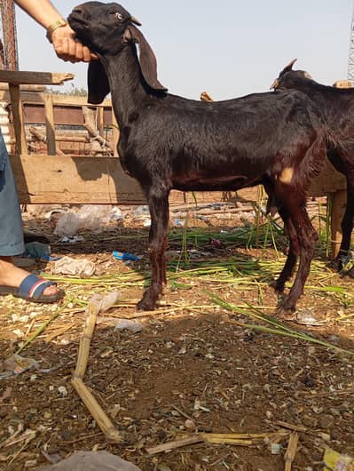 bakri for sale