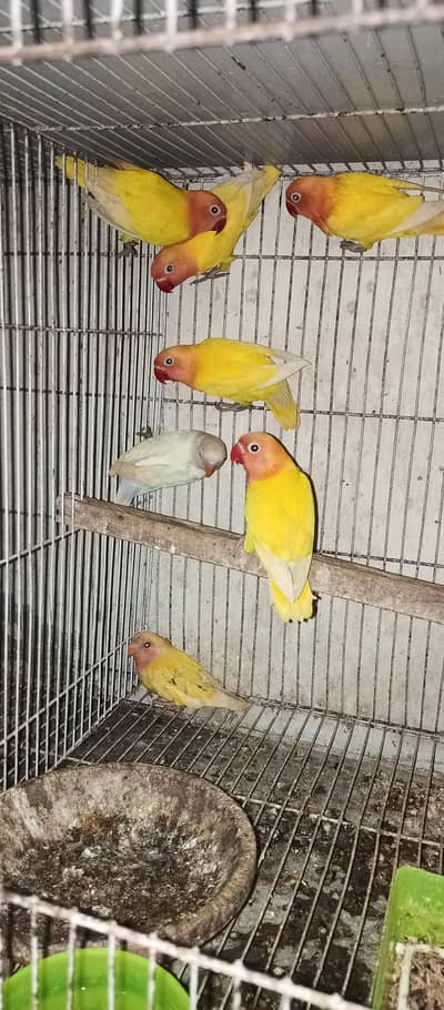 Latino parsanata available 