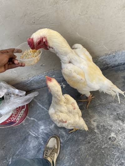 Very beautiful breeder pair