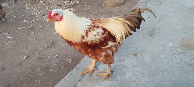 fancy Aseel Murgah for sale Whatsapp contact me