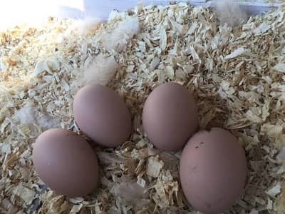 Golden heavy buff fertile Eggs for sale