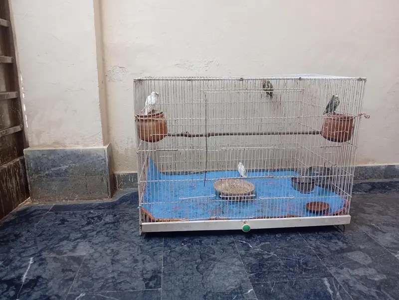 parits cage for sale best  love birds cocktail and bajris — photo 2